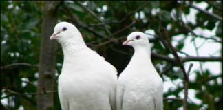 Transformasi Bonum Coniugum dari dicintai menjadi mencintai