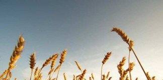 Kerajaan Sorga, lalang dan gandum