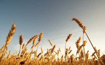 Kerajaan Sorga, lalang dan gandum