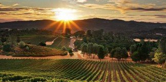 Penggarap Kebun Anggur Yang Lalim