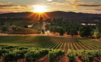 Penggarap Kebun Anggur Yang Lalim