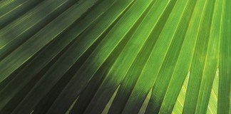 Janur pada Minggu Palma?