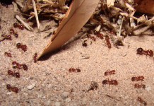 Malu pada semut merah