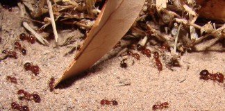 Malu pada semut merah