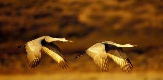 Kunci kebahagiaan: Jangan kuatir!