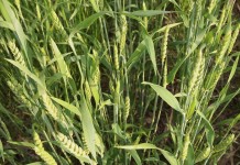 Agar Kebaikan Bersinar Mengatasi Kejahatan