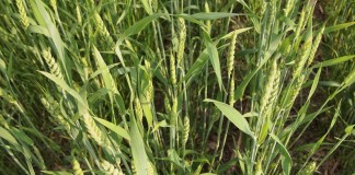 Agar Kebaikan Bersinar Mengatasi Kejahatan