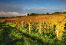 Iri Hatikah Engkau Karena Aku Murah Hati? Sumber foto: http://www.miceslovakia.com/sites/default/files/wineyard_slovakia_shutterstock.jpg