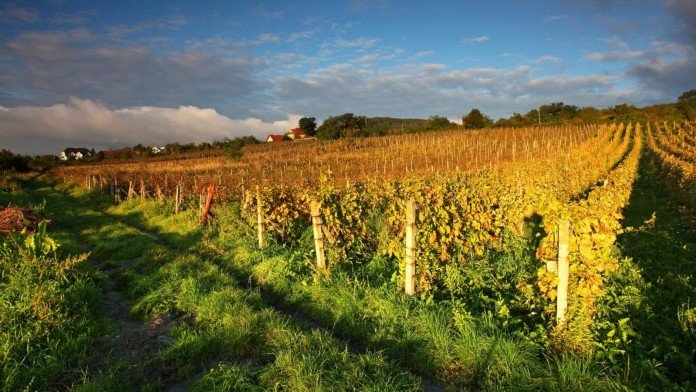 Sumber foto: http://www.miceslovakia.com/sites/default/files/wineyard_slovakia_shutterstock.jpg