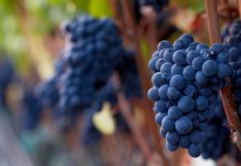 Sudahkah Kuhasilkan Buah Yang Manis?