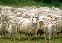 Kambing? No; Domba? Yes!