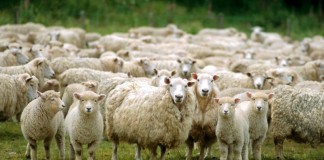 Kambing? No; Domba? Yes!