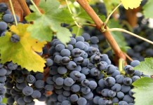 Pokok Anggur yang menantikan buah