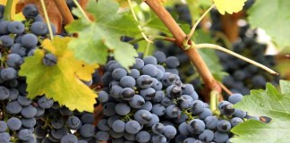 Pokok Anggur yang menantikan buah